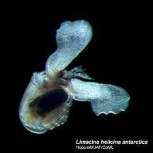 Limacina-helicina-antarctica-rangi