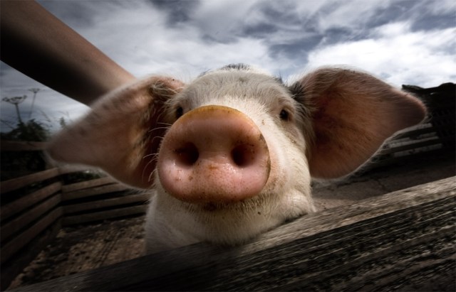 4019355050_0aedee95b8_o