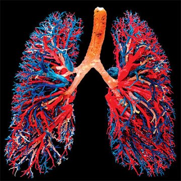 lung vessels
