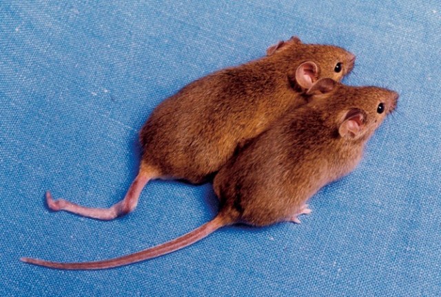 Gene therapy: not just for mice. J. Bradbury.
