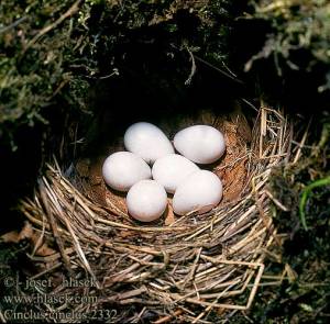 cinclus_cinclus_2332