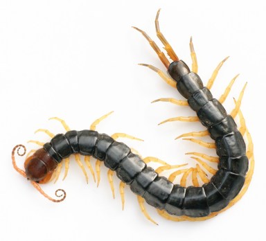 Scolopendra_subspinipes_mutilans_DSC_1438