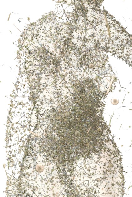 bacterial bodies bryan christie scientific american june 2012