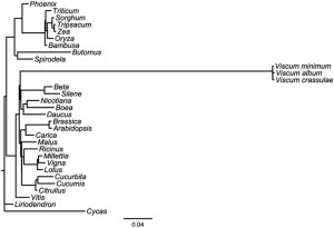 Comparing the genetic sequence of three mistletoe species alongside other plants. Credit: Petersen et al 2015/Scientific Reports.
